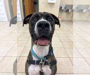 American Pit Bull Terrier Dogs for adoption in Virginia Beach, VA, USA