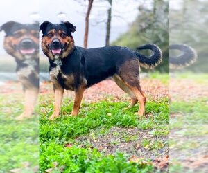 Rottweiler-Unknown Mix Dogs for adoption in San Andreas, CA, USA