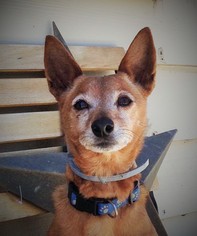Mutt Dogs for adoption in La Honda, CA, USA