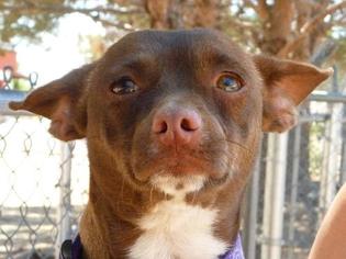 Chihuahua-Unknown Mix Dogs for adoption in Las Cruces, NM, USA