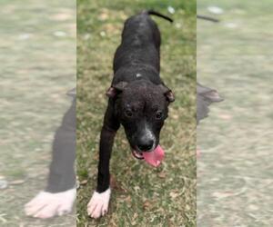 American Pit Bull Terrier-Unknown Mix Dogs for adoption in Texas City, TX, USA