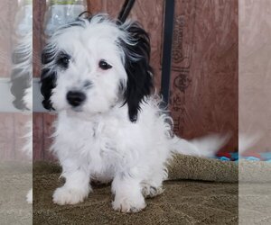 Cavapoo Dogs for adoption in Mountain View, MO, USA