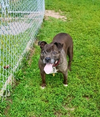 Staffordshire Bull Terrier Dogs for adoption in Easton, MD, USA