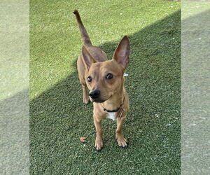 Chipin Dogs for adoption in Tempe , AZ, USA