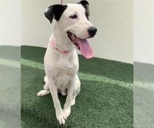 Shepradors Dogs for adoption in Visalia, CA, USA