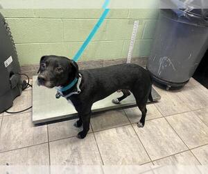 Beagle-Unknown Mix Dogs for adoption in Grand Prairie, TX, USA