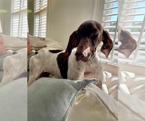 German Shorthaired Pointer Dogs for adoption in Mobile, AL, USA