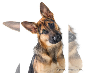 German Shepherd Dog Dogs for adoption in Costa Mesa , CA, USA