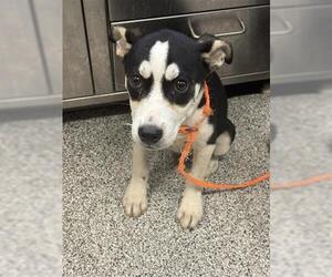 Boxer Dogs for adoption in Houston, TX, USA