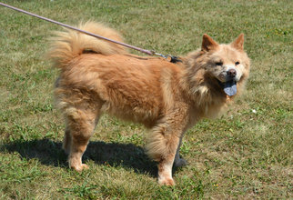 Medium Photo #1 Chow Chow Puppy For Sale in Akron, OH, USA
