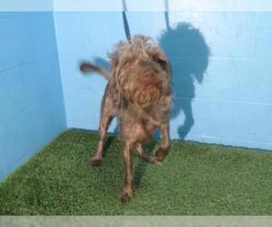 Labradoodle Dogs for adoption in Orlando, FL, USA