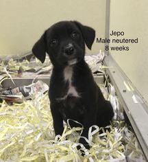 Collie-Labrador Retriever Mix Dogs for adoption in Bryant, AR, USA