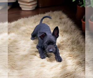 Dachshund Dogs for adoption in Menifee, CA, USA