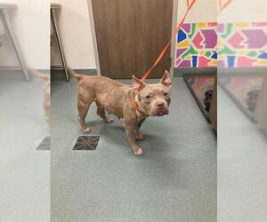 Mutt Dogs for adoption in Baytown, TX, USA