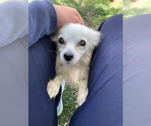 Chihuahua Dogs for adoption in Fremont, CA, USA