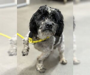 Shih Tzu Dogs for adoption in Forestville, MD, USA