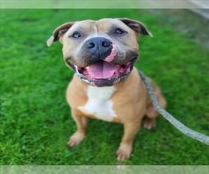 American Pit Bull Terrier Dogs for adoption in Long Beach, CA, USA
