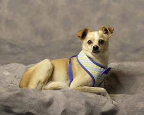 Chihuahua-Unknown Mix Dogs for adoption in San Fernando, CA, USA