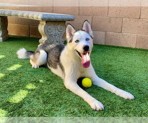 Siberian Husky-Unknown Mix Dogs for adoption in Moreno Valley, CA, USA