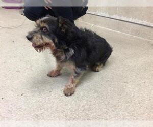 Mutt Dogs for adoption in Riverside, CA, USA