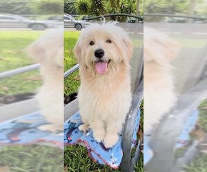 Golden Retriever-Unknown Mix Dogs for adoption in Weston, FL, USA