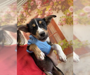 German Shepherd Dog-Unknown Mix Dogs for adoption in San Bernardino, CA, USA