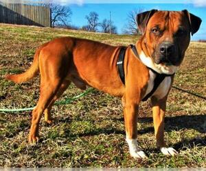 Boxer-Staffordshire Bull Terrier Mix Dogs for adoption in Centerton, AR, USA
