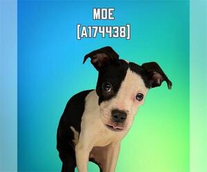 American Pit Bull Terrier-Unknown Mix Dogs for adoption in Tulsa, OK, USA