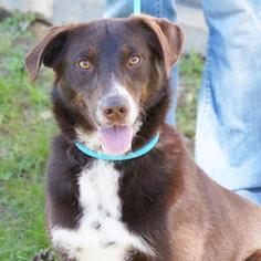 Borador Dogs for adoption in Bauxite, AR, USA