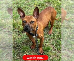 Basenji-Dachshund Mix Dogs for adoption in Forestville, MD, USA