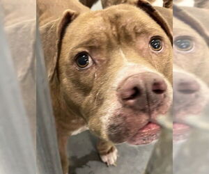 American Pit Bull Terrier-Unknown Mix Dogs for adoption in Tavares, FL, USA