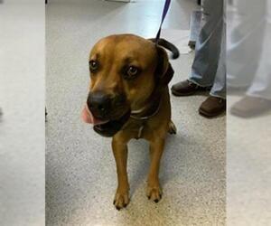 Boxer-Unknown Mix Dogs for adoption in Visalia, CA, USA