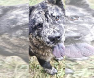 Australian Shepherd-Chow Chow Mix Dogs for adoption in Prescott, Ontario, Canada