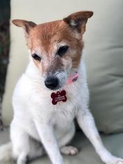 Jack Russell Terrier Dogs for adoption in Lake Forest, CA, USA