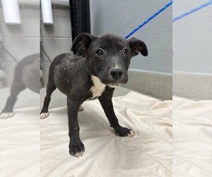 Labrador Retriever-Unknown Mix Dogs for adoption in Las Vegas, NV, USA