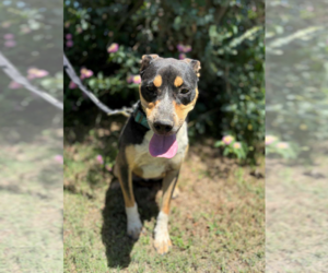 Mutt Dogs for adoption in Fresno, CA, USA