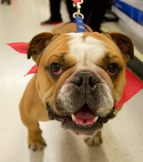 Bulldog Dogs for adoption in Canton, CT, USA