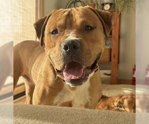 American Pit Bull Terrier-Unknown Mix Dogs for adoption in Princeton, MN, USA