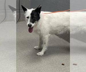 Mutt Dogs for adoption in Las Vegas, NV, USA