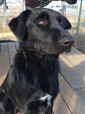 Borador Dogs for adoption in Justin , TX, USA
