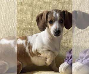 Dachshund Dogs for adoption in HOPKINSVILLE/PRINCETON, KY, NH, USA