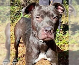 Boxer-Unknown Mix Dogs for adoption in Frankston, TX, USA