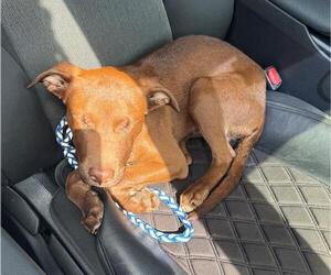 American Staffordshire Terrier Dogs for adoption in Fort Lauderdale, FL, USA