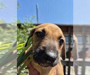 American Staffordshire Terrier-Unknown Mix Dogs for adoption in San Antonio, TX, USA