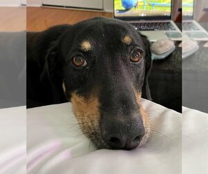 Black and Tan Coonhound Dogs for adoption in Tampa, FL, USA