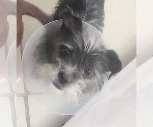 Cairn Terrier-Unknown Mix Dogs for adoption in Oakland Park, FL, USA