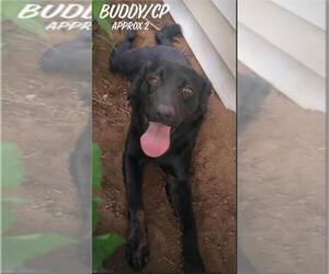 Labrador Retriever Dogs for adoption in Columbia, TN, USA
