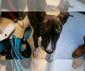 American Pit Bull Terrier-Unknown Mix Dogs for adoption in Tulsa, OK, USA