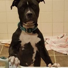 American Pit Bull Terrier-Unknown Mix Dogs for adoption in Colorado Springs, CO, USA