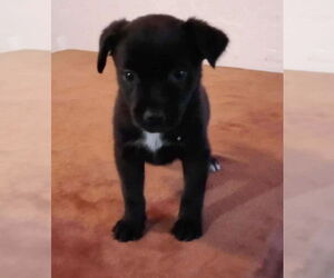 Labrador Retriever-Unknown Mix Dogs for adoption in Dana Point, CA, USA